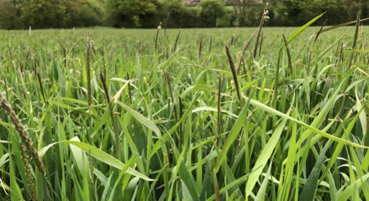 Three new black-grass herbicides in development