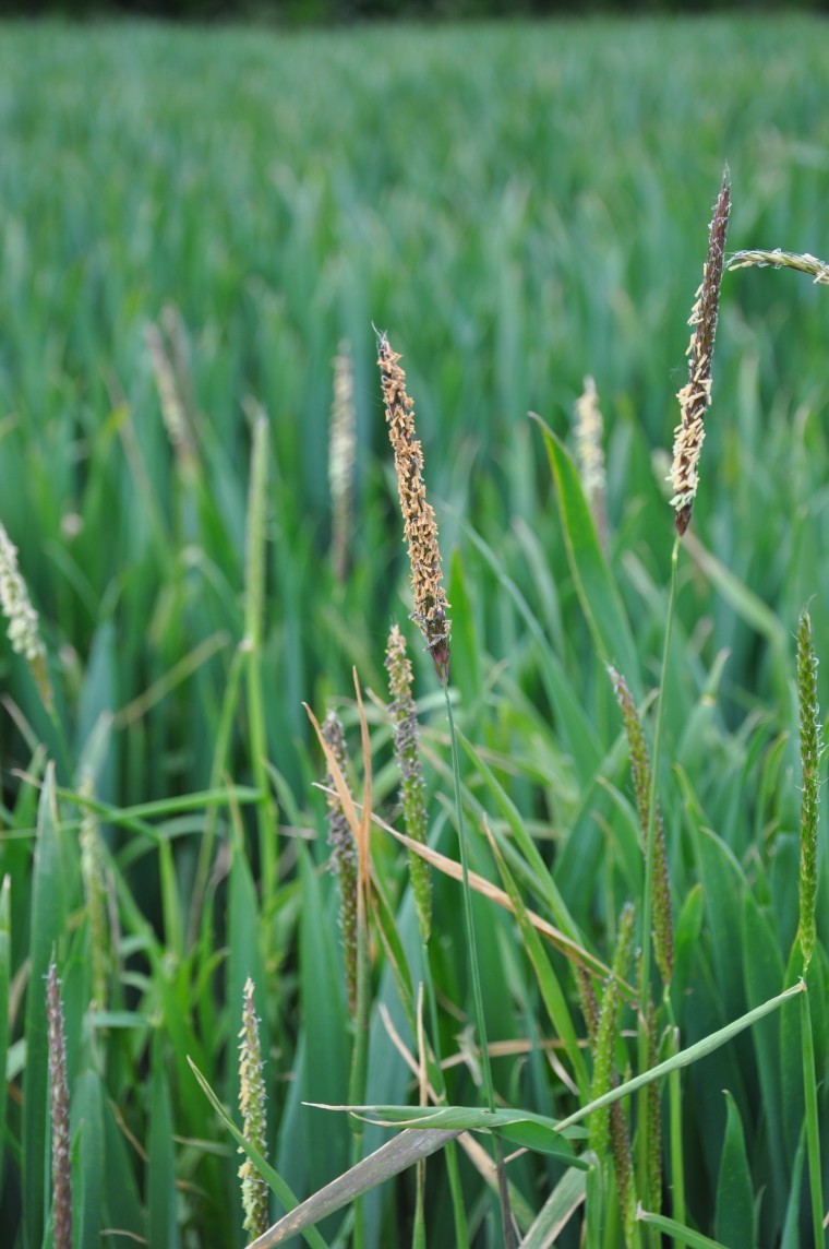 Don’t neglect delaying drilling to reduce blackgrass