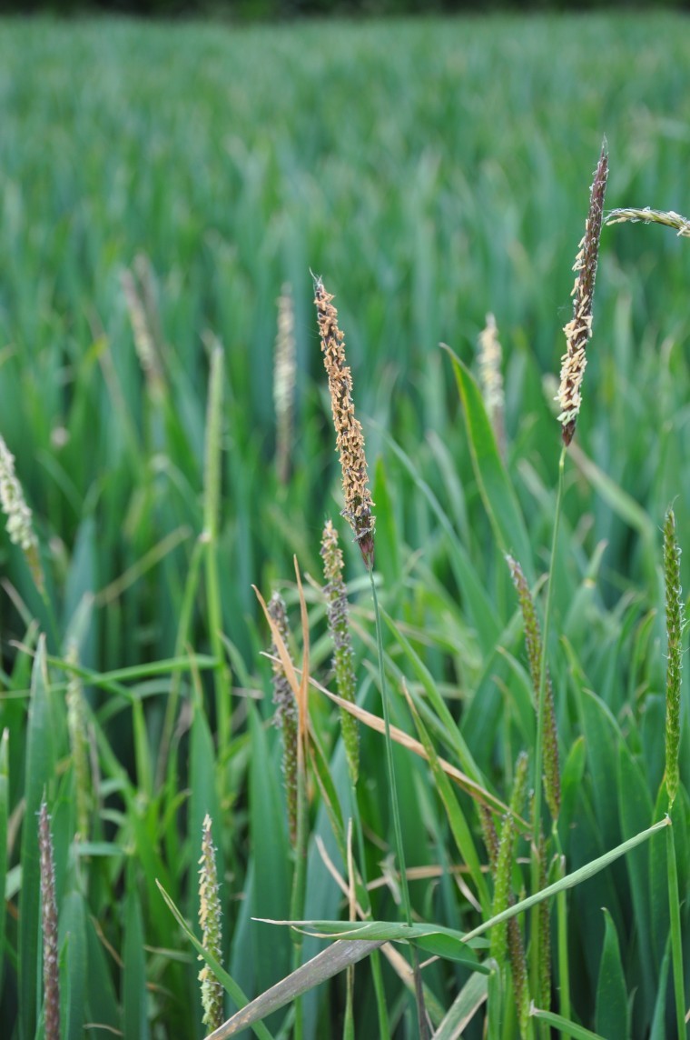 Don’t neglect delaying drilling to reduce blackgrass
