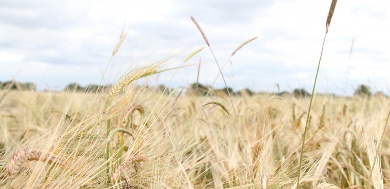 Giant black-grass requires lock stock approach