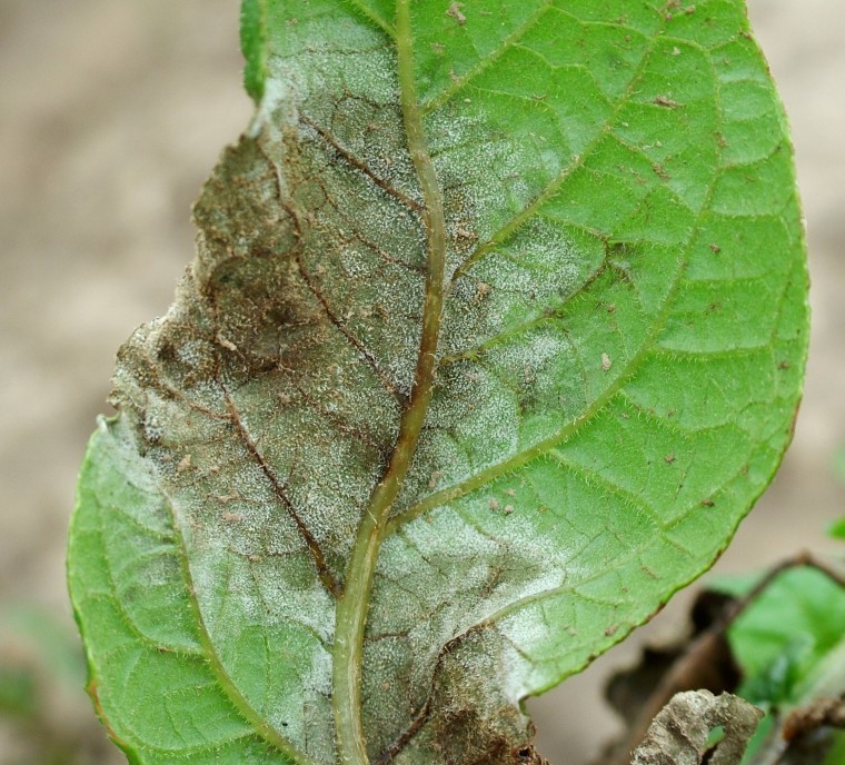 New blight strain requires fresh approach to control