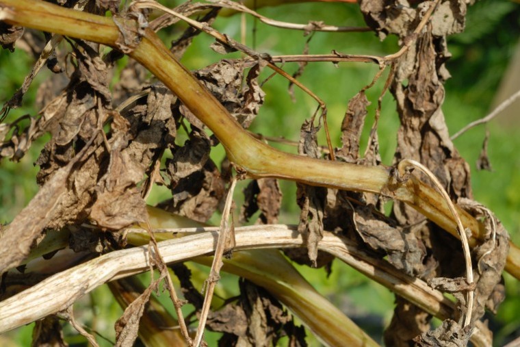 Fast desiccation cuts tuber blight spread