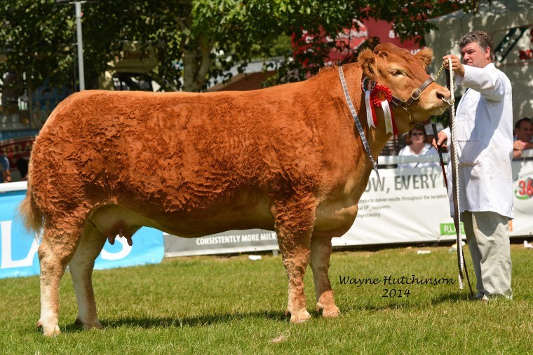 Taking the Reserve Overall Supreme was Brockhurst Bolshoi from Doug Mash, Chesham, Bucks