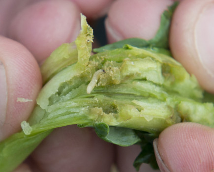 Count the days to CSFB larvae control