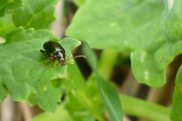 CSFB with suspected pyrethroid resistance needed