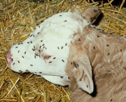 Get on top of flying insects in the parlour to avoid disease spread