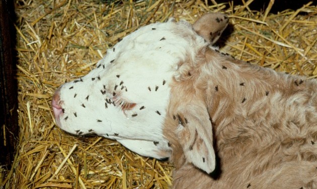 Get on top of flying insects in the parlour to avoid disease spread