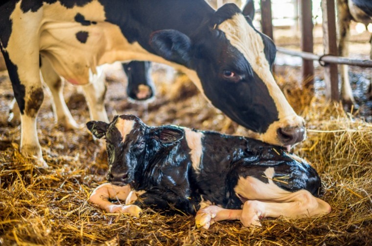 Dairy farmers urged to safeguard the next generation
