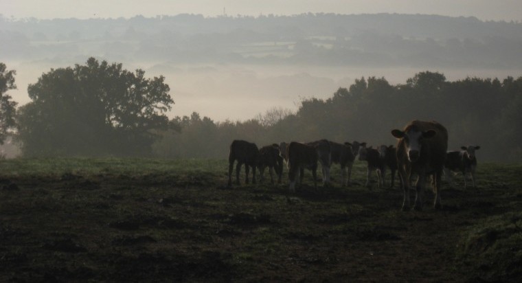 Restocking the Weald