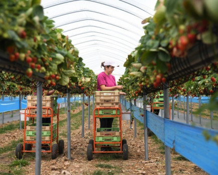 Red tape could leave fruit unpicked