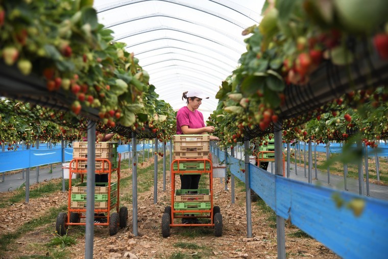 Red tape could leave fruit unpicked