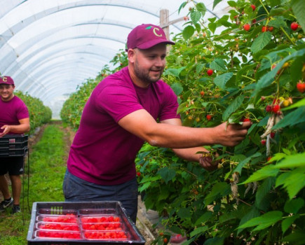 Kent producer set for record strawberry yield