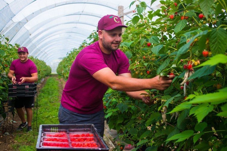 Kent producer set for record strawberry yield