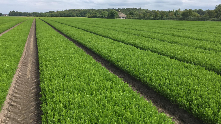 Maintain disease vigilance to point of carrot harvest