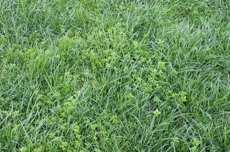 Stop chickweed taking over the grass in fields this spring