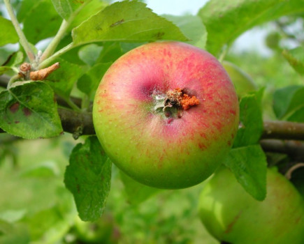 New approach to pest control for top fruit