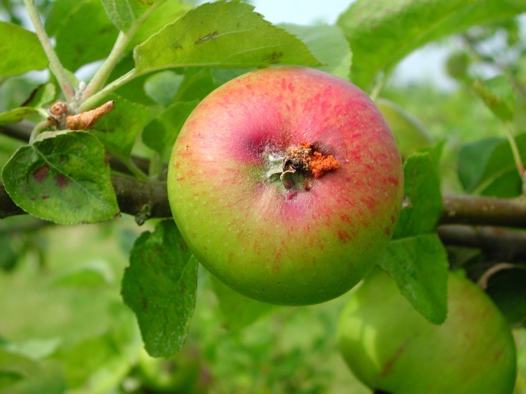 New approach to pest control for top fruit