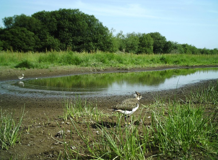 Lapwing recovery