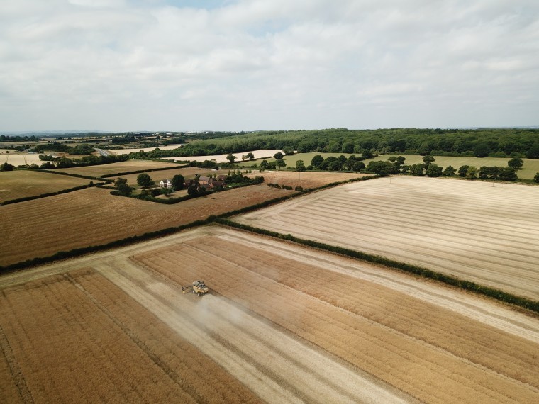 Mixed oilseed rape yields reported as growers plan to beat the beetle