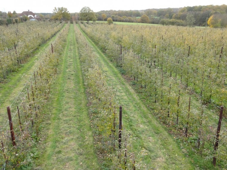 Elevated wealden orchards