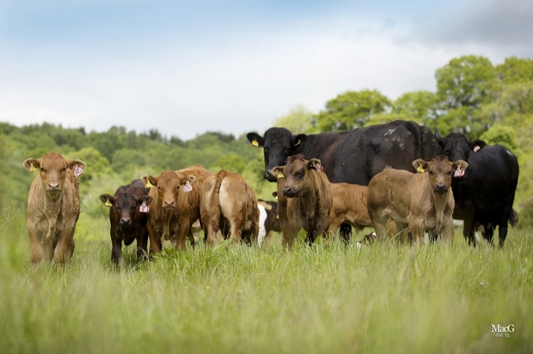 Limousin research creating new opportunity in suckler herds