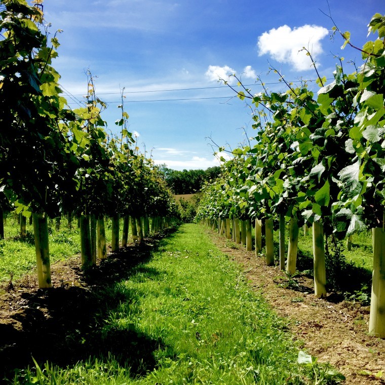 Vineyard raises cash for new winery
