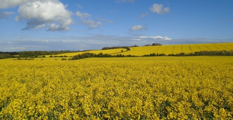 Walk to save the countryside