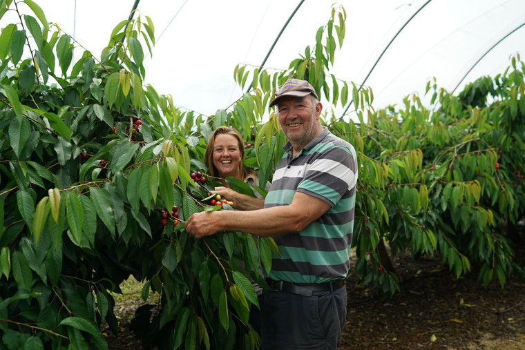 Protecting cherries with polytunnels