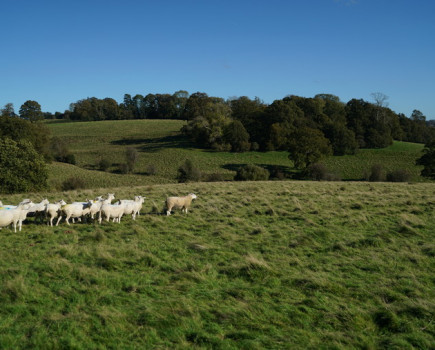 Improving the genetics of sheep