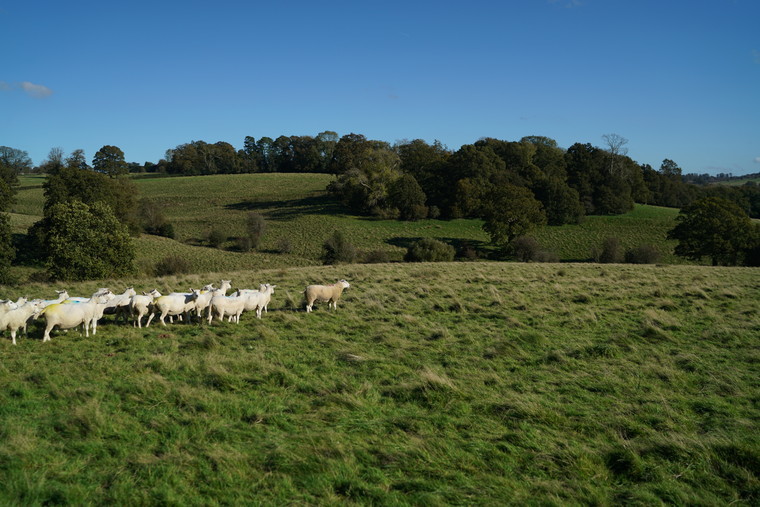 Improving the genetics of sheep