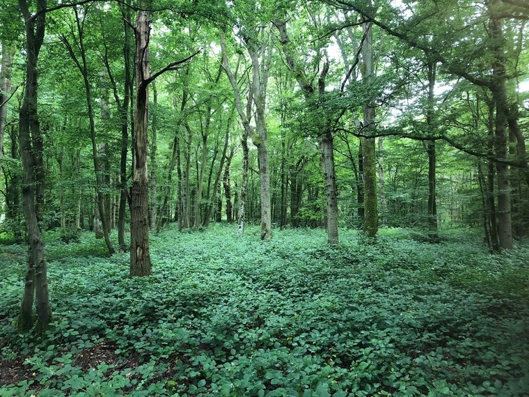 A greener future