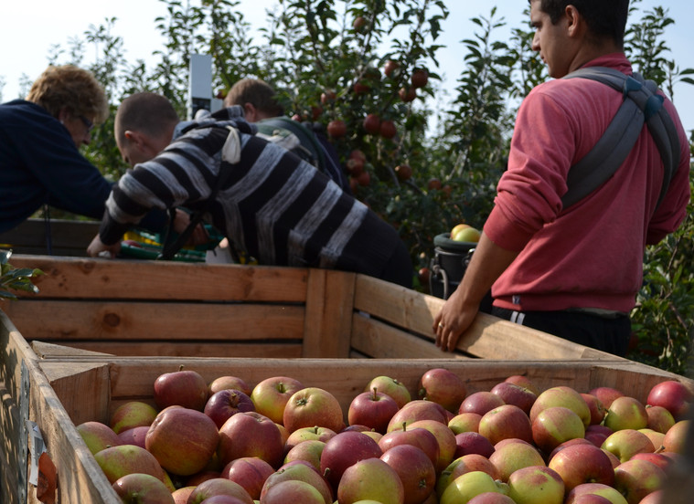 Do we need foreign labour in the British food system?