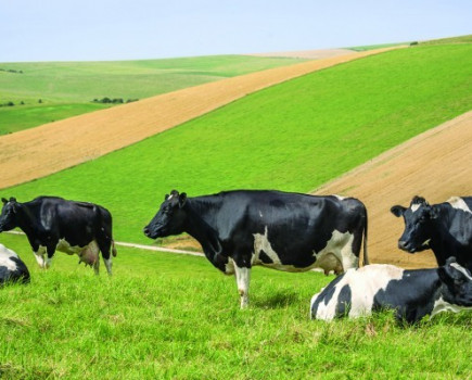 Dairy industry needs government support