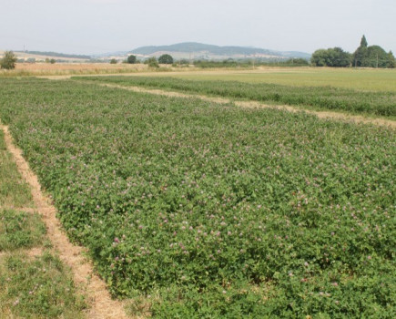 Plan now to secure enough forage into 2019