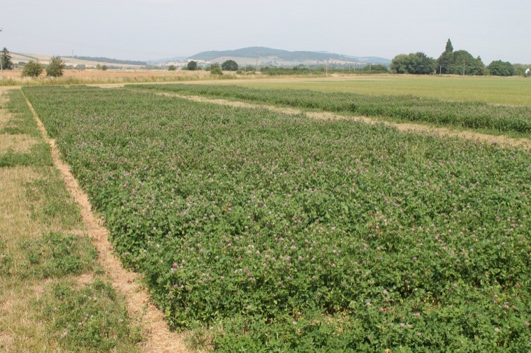 Plan now to secure enough forage into 2019