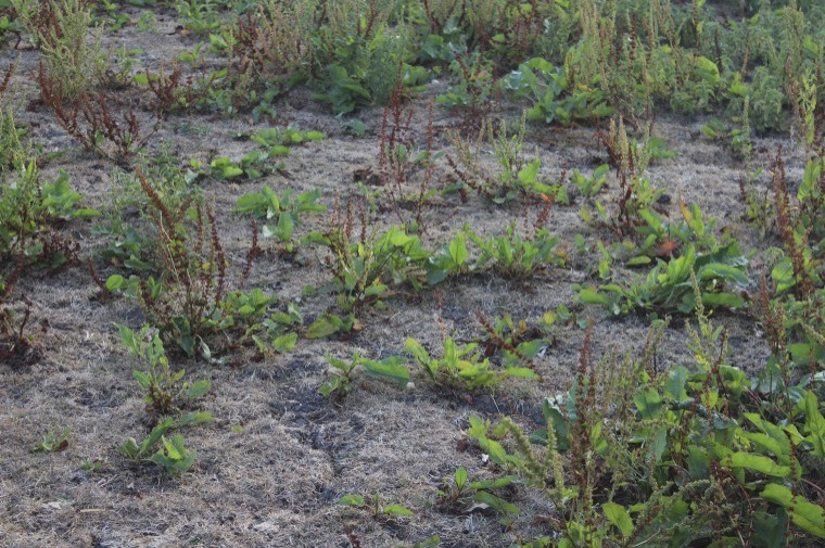 Delay spraying weeds