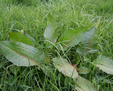 Stop weeds to save on bought-in feed