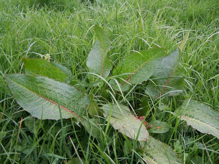 Stop weeds to save on bought-in feed