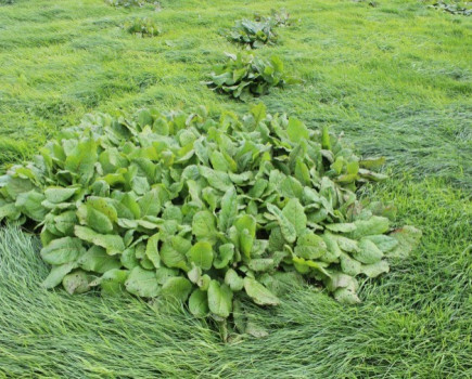 Controlling docks between silage cuts