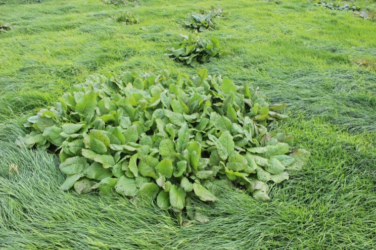 Controlling docks between silage cuts