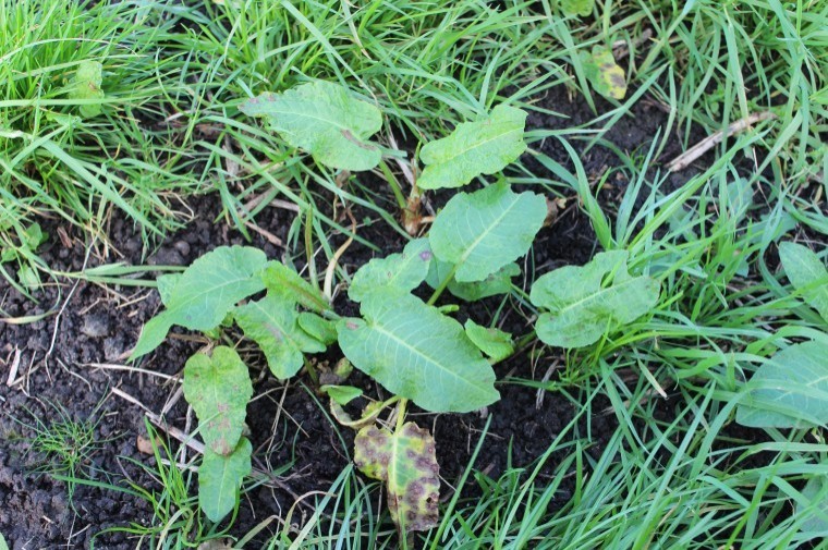 Plan now for pre-first cut weed control
