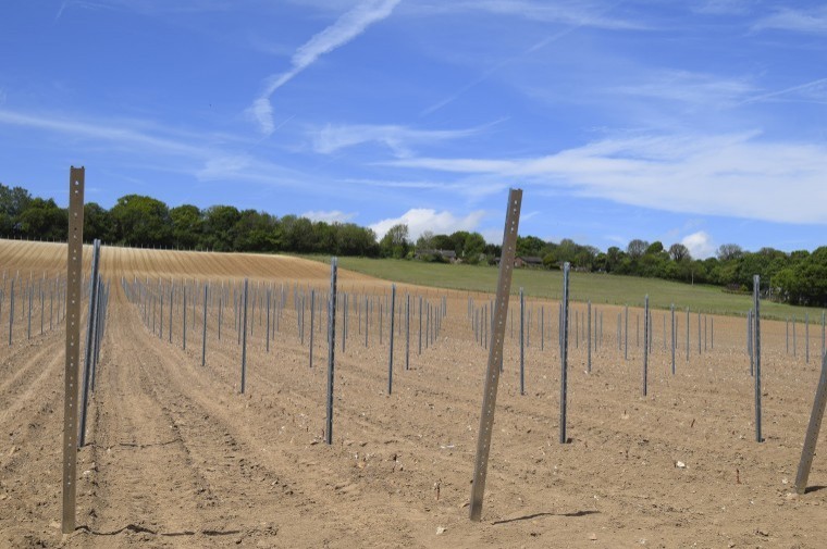 Investment in vineyards has rocketed