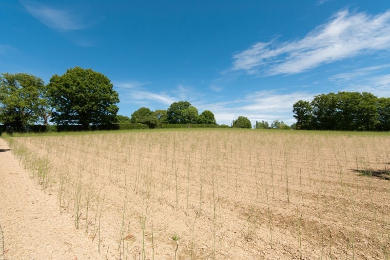 Wealden estate with much to offer