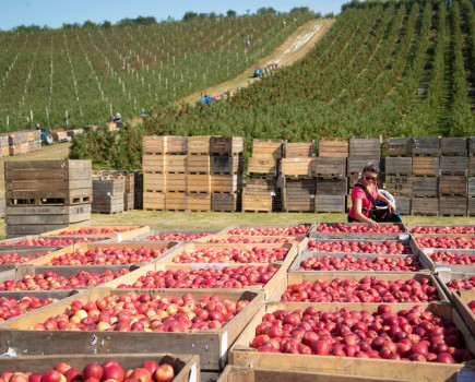 New season reveals best apple colour this century