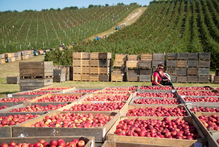 New season reveals best apple colour this century