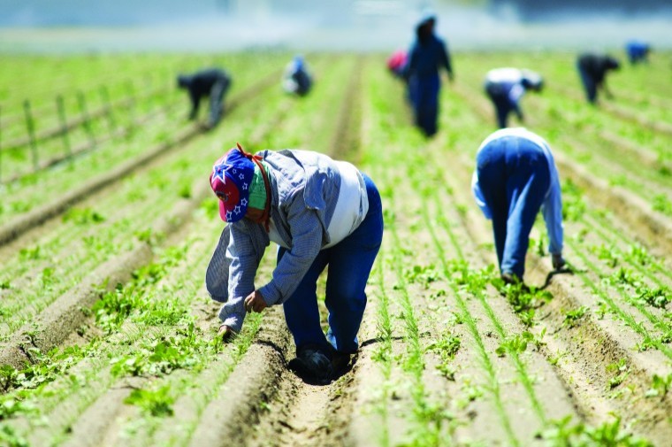 Farms are warned about forced labour