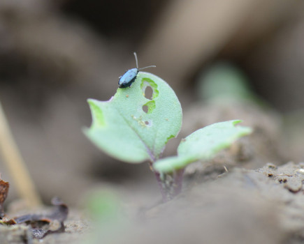 Beetle hits at OSR emergence prevents damage