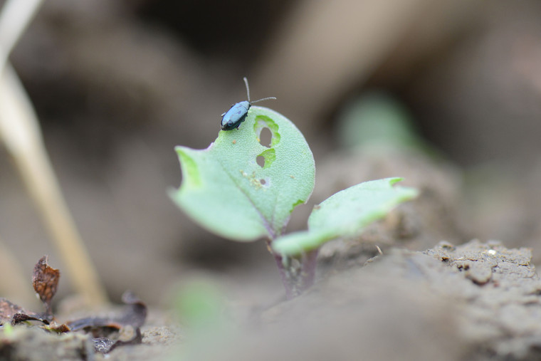 Beetle hits at OSR emergence prevents damage