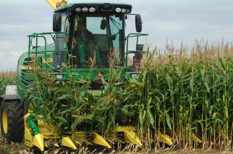 Start walking maize for quality forage