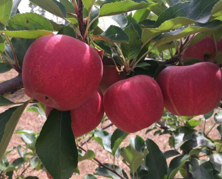 National Fruit Show Live!